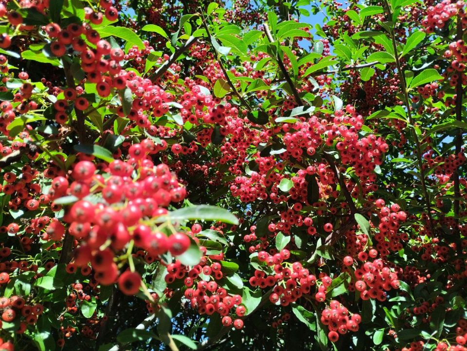 Осень создает свою палитру красок за окном