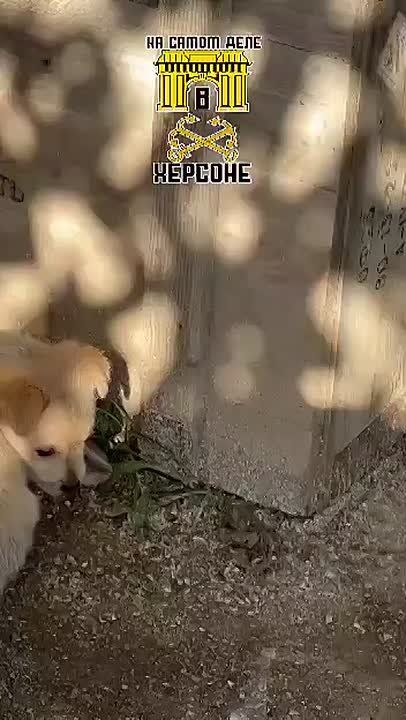 �������� ������� ���. �����������