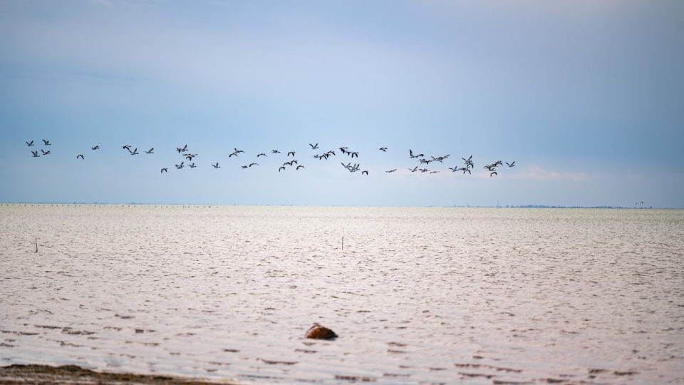 Владимир Сальдо: Перелётные птицы над Херсонщиной — символ жизни и природной красоты