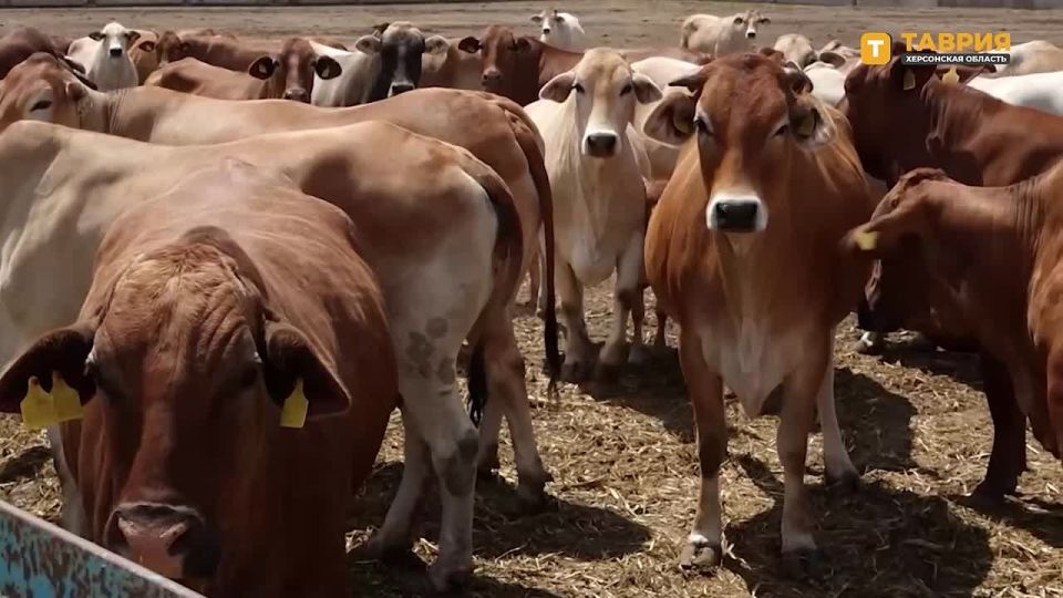 ������ ����� ����� � ��������� "�����������" �������� 580 �����