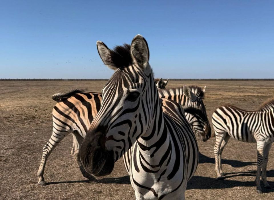 ���������� ��������-���� �������� ������ �����