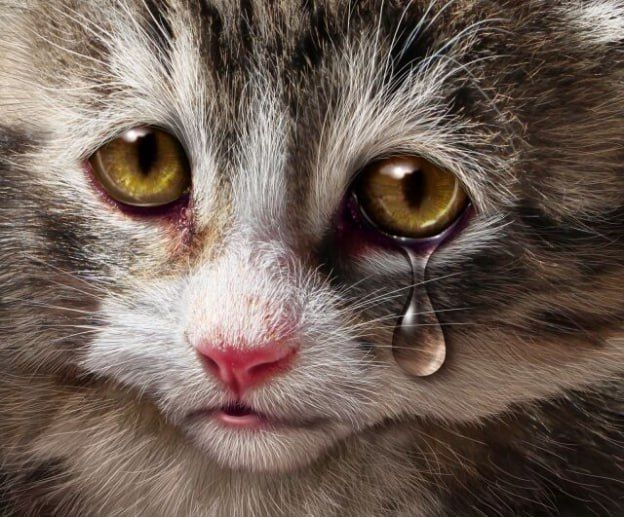 6 ������ ����������� ����������� �������� ������������� ���� ������ ��������, �������� �� ��� ��������