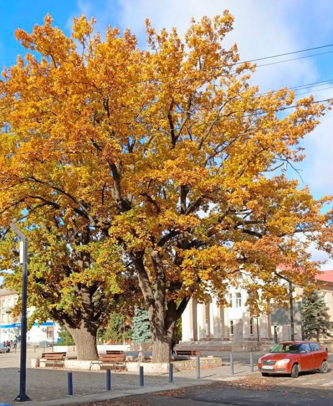 Осенняя позолота щедро укрыла городские улицы