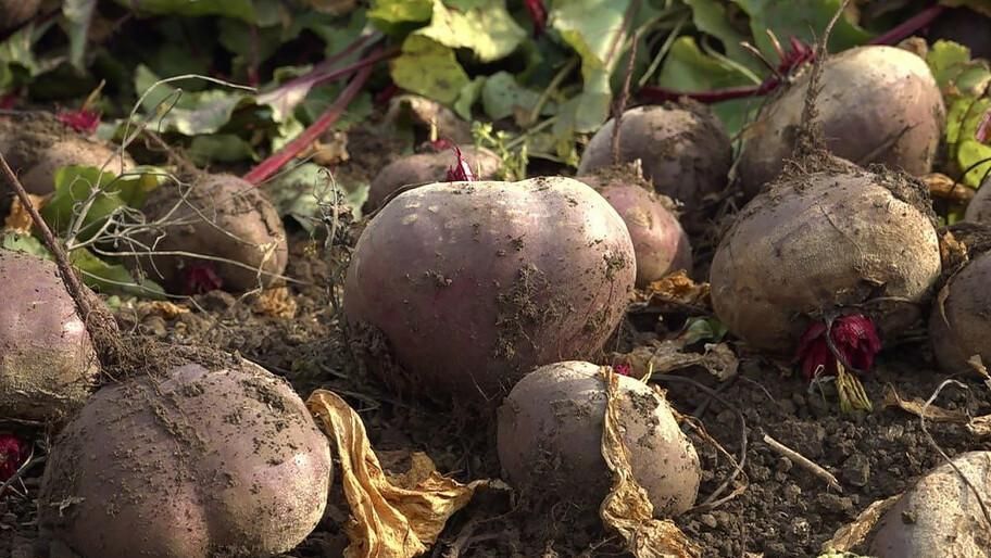 ������ ������ � ���������� ������� �������� 500 ����