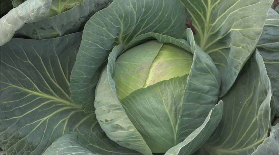 ������� ���������� ������� ��������� ���� ������