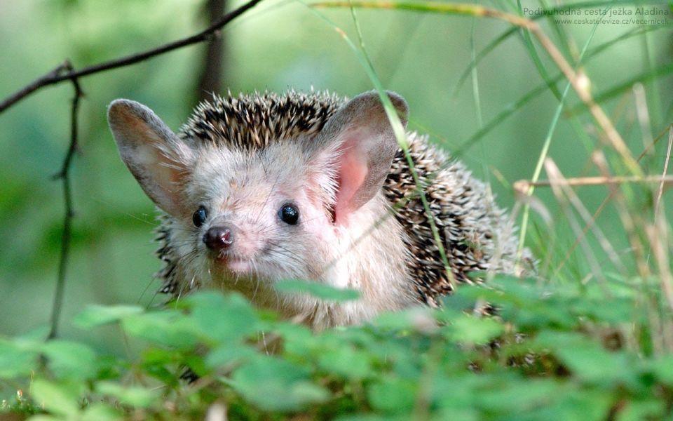 #* �������� ���������� �������� �� �������� � ����� ����