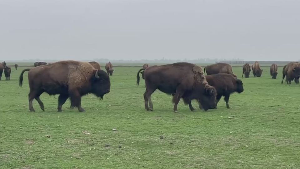 Уютная зимовка в Аскании-Нова