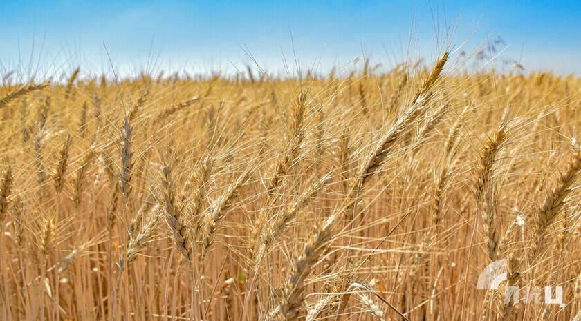 ������ ����� � �������� � ���������� �������� ����� 4 ��� ���� � ���������� ��