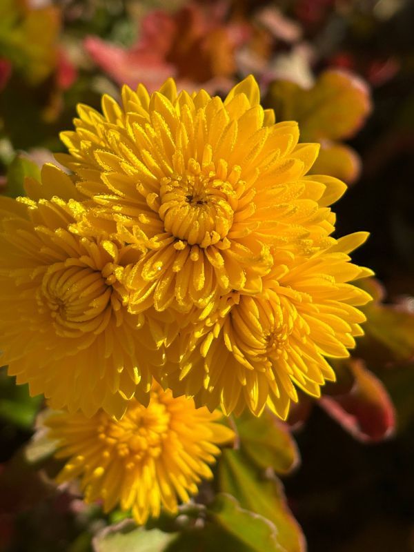 Доброе утро!. Прохладное утро и чашка горячего кофе — прекрасное время, чтобы не только проснуться, но и узнать кое-что новое