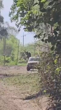 Прилет русского фпв-дрона по бандеровской свиновозке