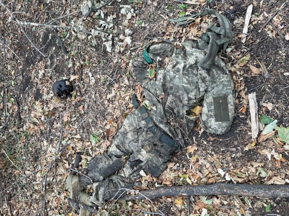 Отвоевались поросята.. телеграм-канал Херсонский Вестник