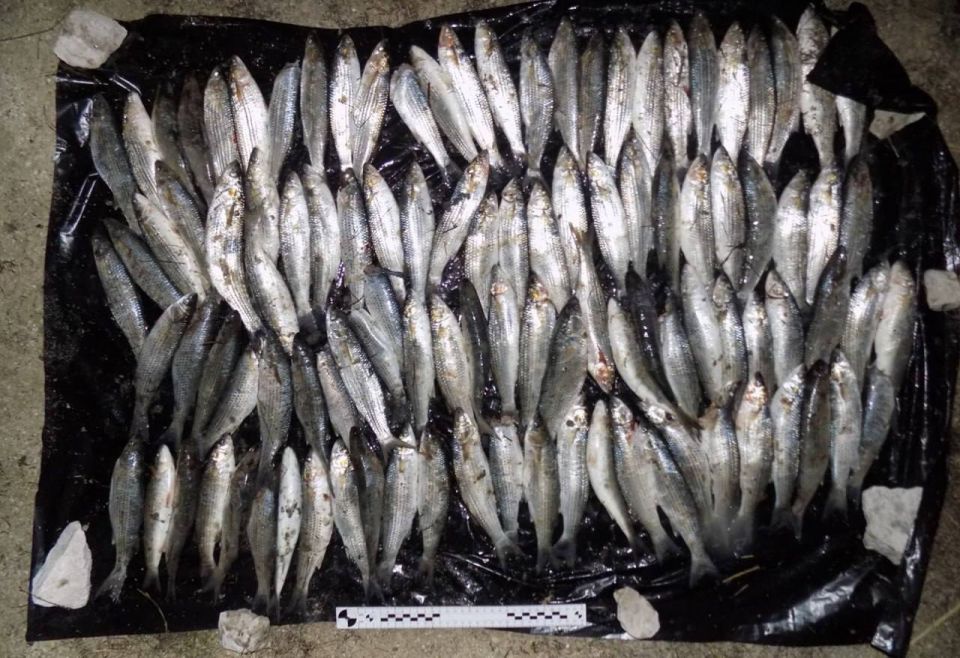 Вместо Кости-моряка с шаландами, полными кефали, на сцене появляется предприимчивый житель Геническа, решивший подзаработать на рыбке!