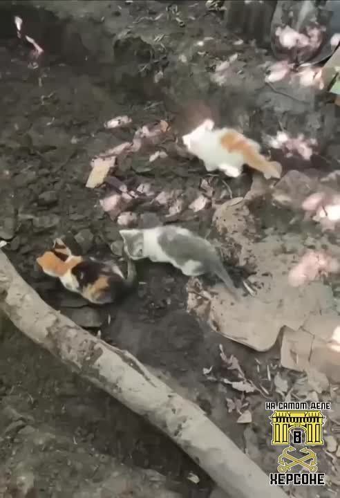 Умные звери! Котята помогают бойцам рыть окопы на фронте