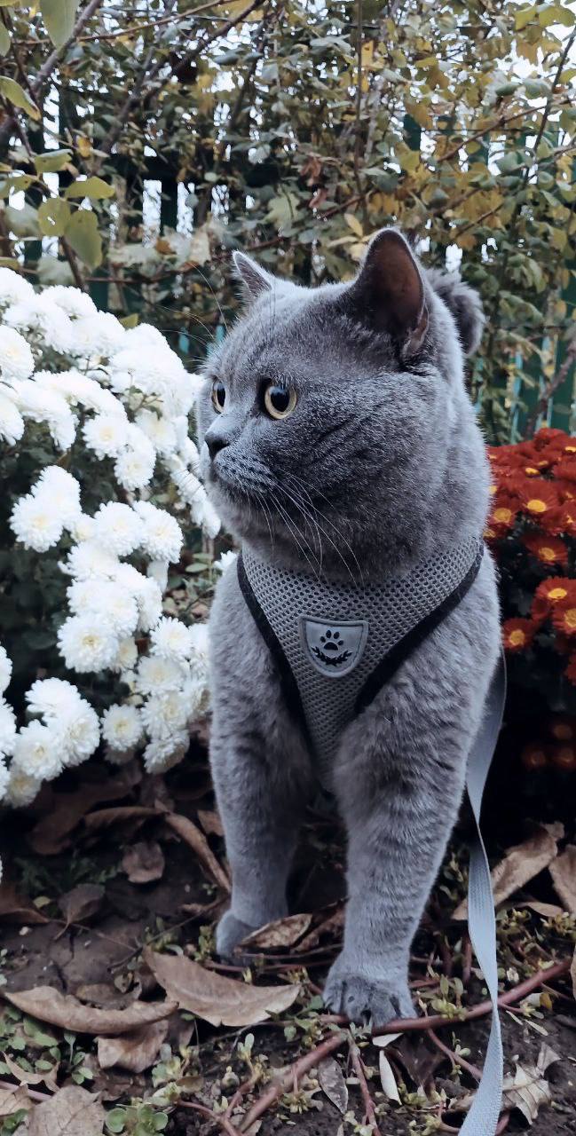 Первые и их любимцы. Активистка Движения Первых Евгения Свиритюк продолжает наш фотомарафон ко Дню домашнего животного