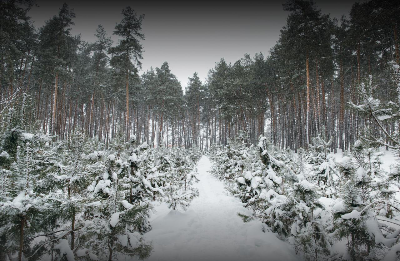 Рослесхоз: в России в преддверии новогодних праздников будет усилен контроль за хвойными деревьями