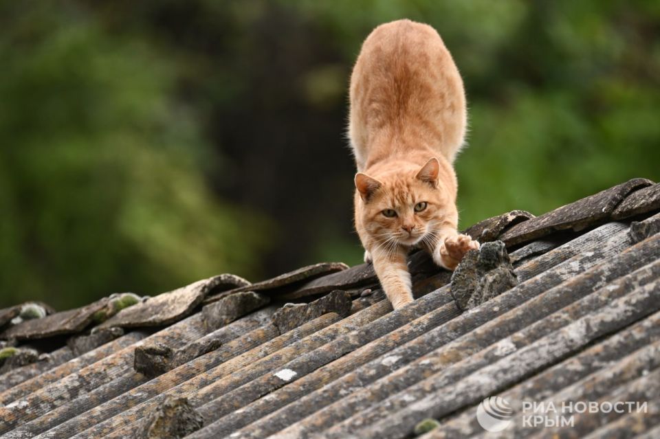 Погода на новых территориях России