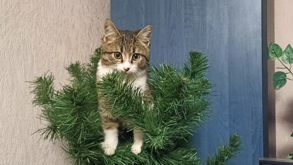 Новогоднее дерево — это не просто украшение, это настоящее поле для охоты