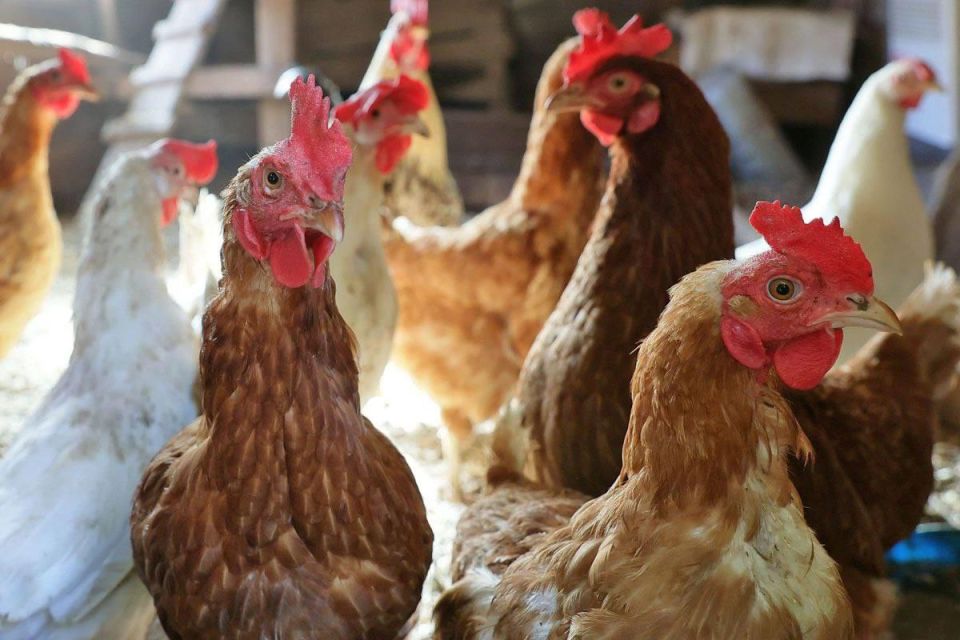 Каховчанам компенсировали убытки, понесенные из-за вспышки птичьего гриппа