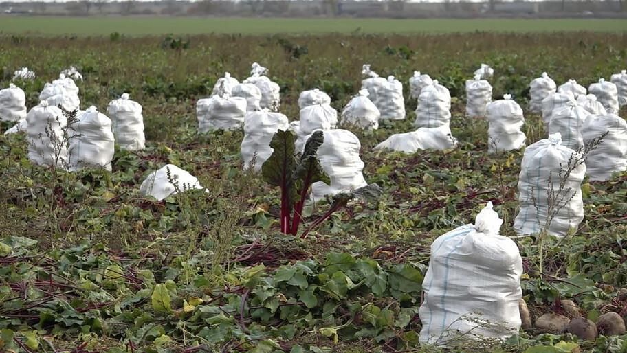 Сальдо: даже в чрезвычайных условиях в Херсонской области собирают достойный урожай