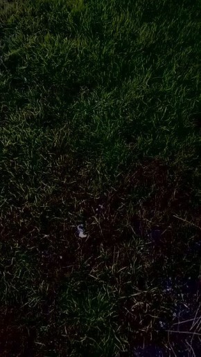 Енот из Херсона: Наши десантники продолжают операции на Карантинном