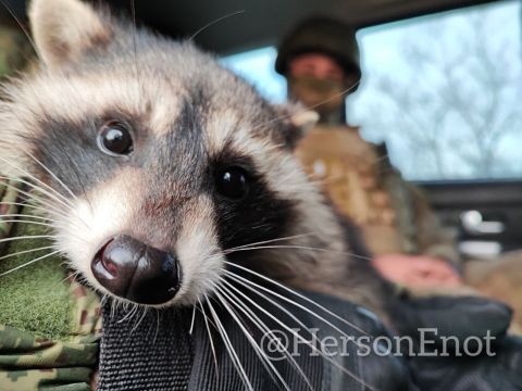 Енот из Херсона: Киевский режим, не останавливаясь перед полным уничтожением жизни на подконтрольных ему территориях, превращает Херсонскую область в милитаризованную зону