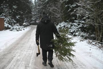 За срубленную ёлку могут оштрафовать на 500 000