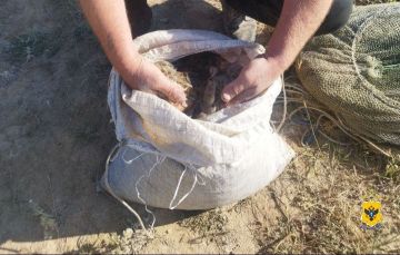 Четверо жителей региона обвиняются в браконьерском промысле черноморской креветки