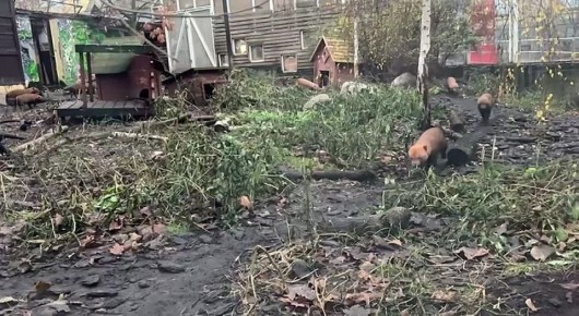 В нашем любимом заповеднике Аскания-Нова удалось заснять на видео очаровательных кустарниковых собак