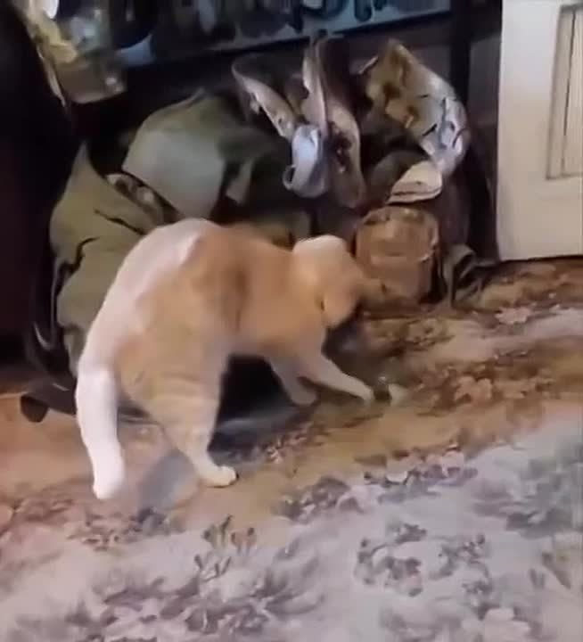 Не повторяйте за этим хитрецом с рыжей шерстью