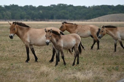 «Ковчег» для последней в мире дикой лошади: В Херсонской области спасают краснокнижный вид животных