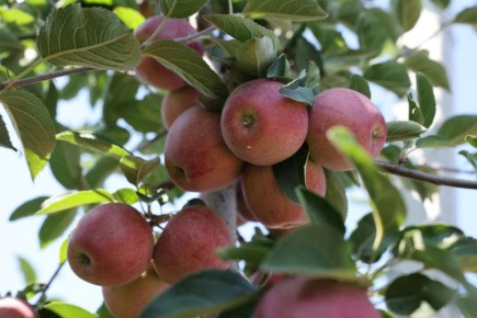 В Херсонской области в 2027 году реализуют новые проекты по садоводству при господдержке