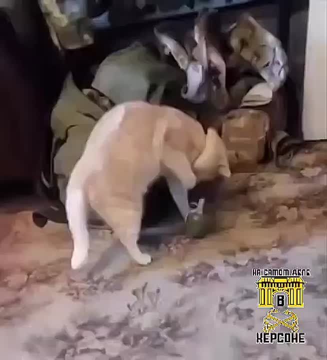 �������� ������ ���.... �����������