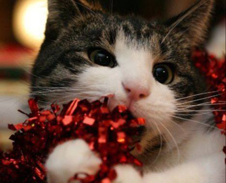 Мишура может вызвать непроходимость и перфорацию кишечника у животного