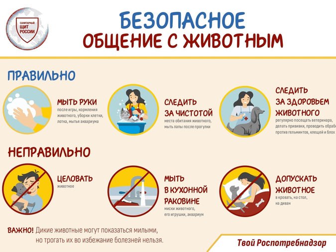 Безопасное общение с животными