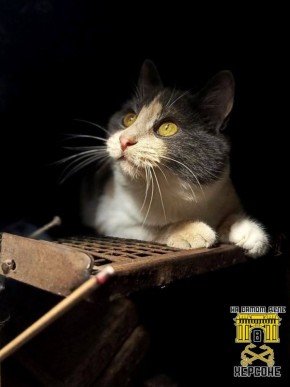 Самые серьёзные кадры на Херсонском направлении — с усами и хвостом