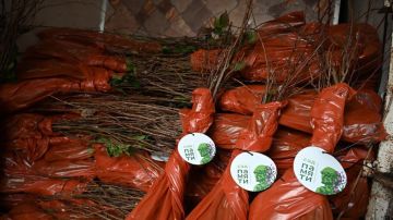 Жителям Херсонской области передали 150 комплектов плодовых саженцев