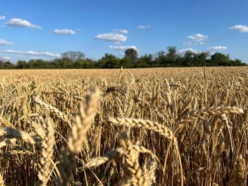 Еще три предприятия будут выводить семена в Херсонщине