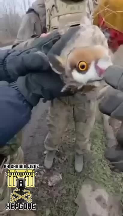 ������� ����. ���� ����� ������� ����, ������� ���������� � ����������� �� FPV-�po���