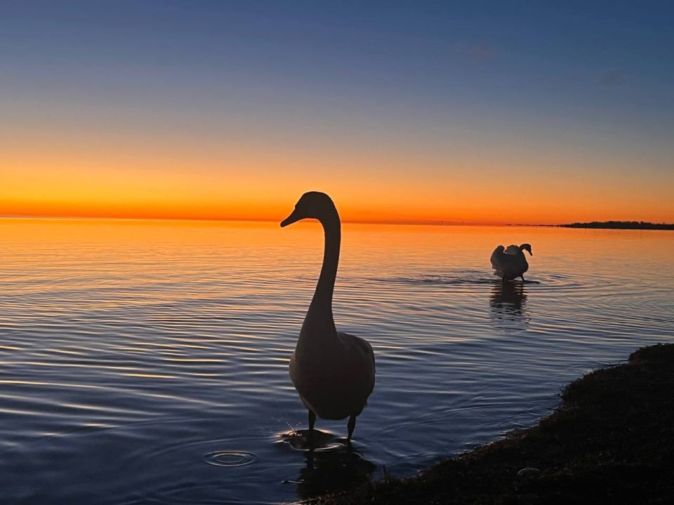 ����� ��������: ���������� ������� �� ��������� �������� ������ ���������