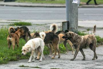 Уважаемые жители!. Администрация городского округа города Новая Каховка обращает ваше внимание на то, что на улицах населенных пунктов нашего округа стало больше безнадзорных собак Обращаемся к владельцам домашних питомцев:...