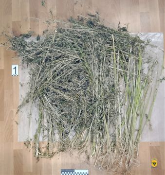 Житель Чаплынского округа приговорен к лишению свободы за культивирование и хранение растительного наркотика