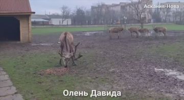 А сотрудники заповедника «Аскания-Нова» показали нам обитающих у них оленей Давида!