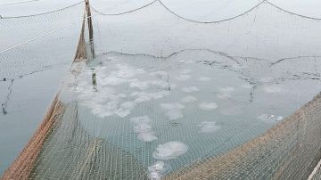 Медузы в Азовском море размножились и похудели
