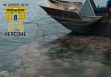 Желейное нашествие. Лето этого года запомнилось нам на Азовском море… медузами