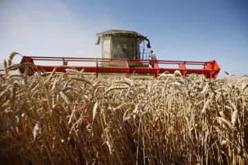 В Херсонской области планируют собрать хороший урожай зерновых в 2026 году