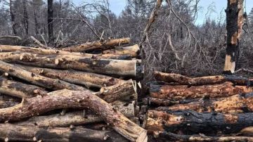 В Голой Пристани идет вырубка деревьев