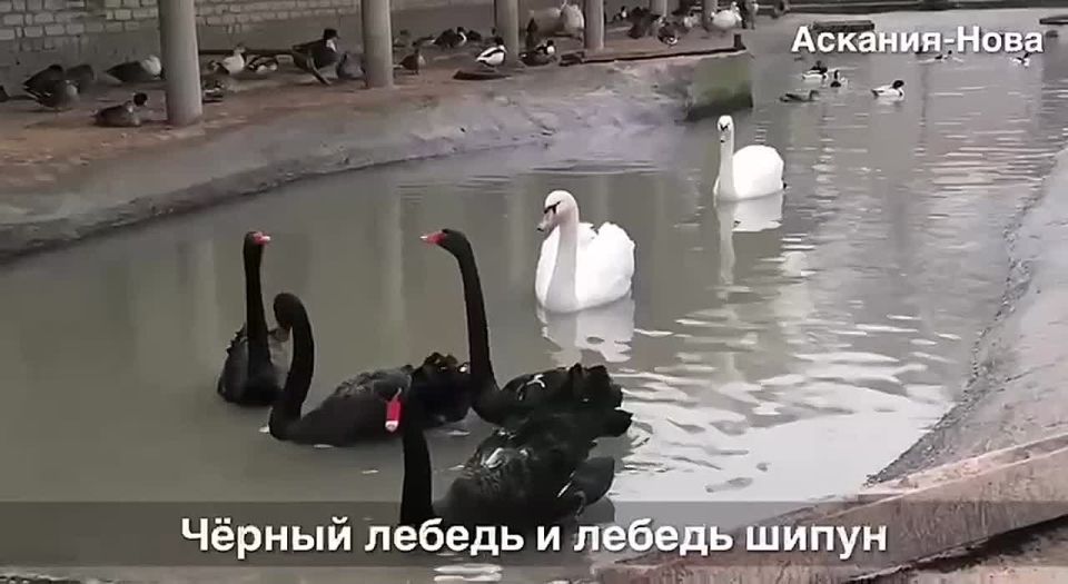 Лебеди в «Аскании-Нова»: верные, грациозные и не всегда перелетные