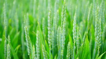 ������� ������� � 36-� ������������� �������� �������������-2026� � ���������������� ������