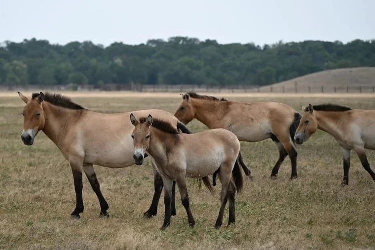 Как живет краснокнижная лошадь Пржевальского, побившая рекорд по долгожительству