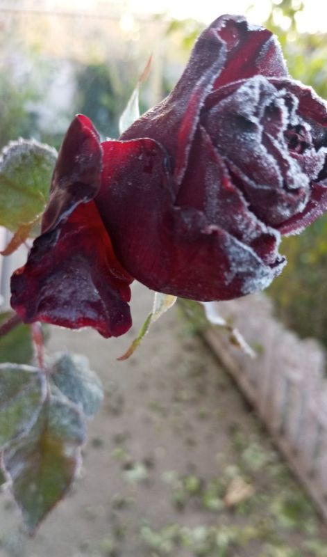 ������ ����, �����������. ����� ���� ������� ��� �������